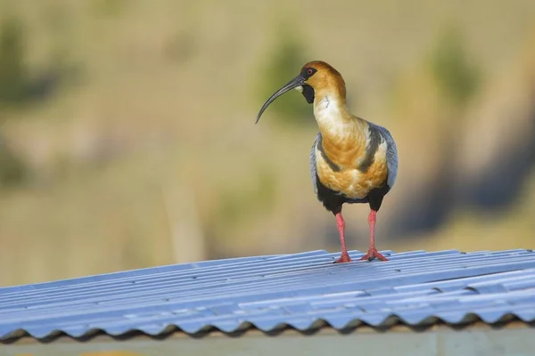 The southern bandurria is a species of pelecaniform bird in the Threskiornithidae family. — Zdjęcie stockowe