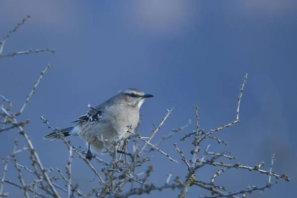 The Patagonian mockingbird or mockingbird is a species of passerine bird in the Mimidae family. — Zdjęcie stockowe