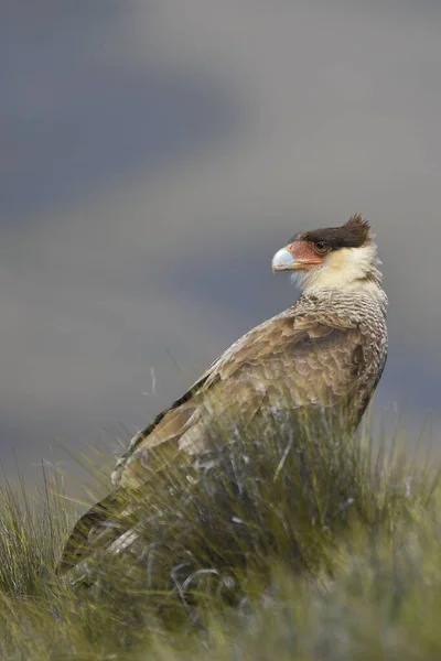 Carancho, is a species of falconiform bird of the Falconidae family —  Fotos de Stock