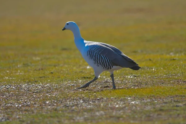 The common geese or Magellan goose, is a species of anseriform bird of the Anatidae family. — Stock Photo, Image