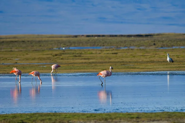 Şili flamingosu ya da güney flamingosu, Phoenicopteridae familyasından bir kuş türü..