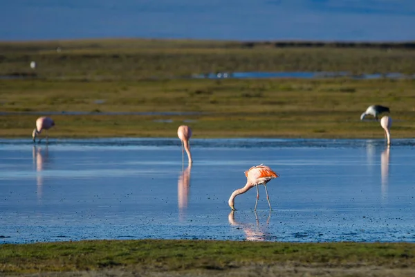 Şili flamingosu ya da güney flamingosu, Phoenicopteridae familyasından bir kuş türü..