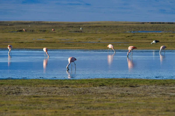 Şili flamingosu ya da güney flamingosu, Phoenicopteridae familyasından bir kuş türü..