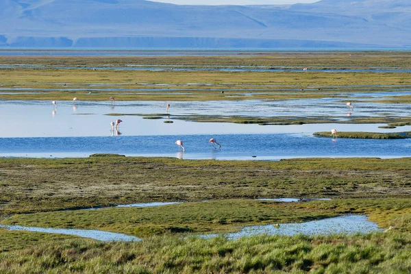 Şili flamingosu ya da güney flamingosu, Phoenicopteridae familyasından bir kuş türü..