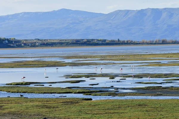 Şili flamingosu ya da güney flamingosu, Phoenicopteridae familyasından bir kuş türü..