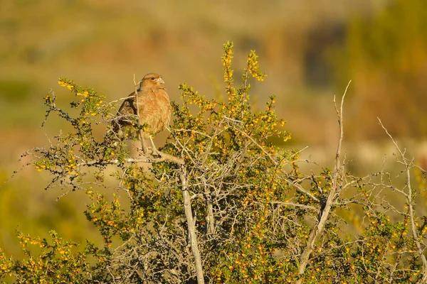 Ashen harrier veya Ashen hawk, atmacagiller (Accipitridae) familyasından bir kuş türü..