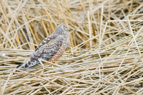 Askharren eller askenhöken är en falkoniformad fågel av familjen Accipitridae.. — Stockfoto