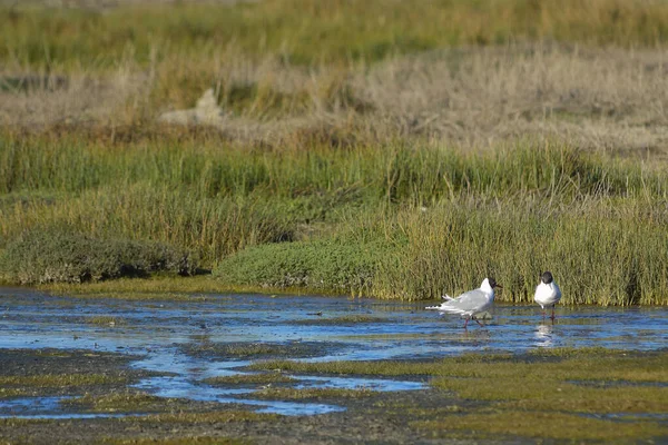 Kahverengi başlıklı martı, Laridae familyasından bir Charadriiform kuşudur..
