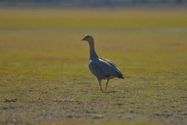The common geese or Magellan goose, is a species of anseriform bird of the Anatidae family. — Fotografia de Stock