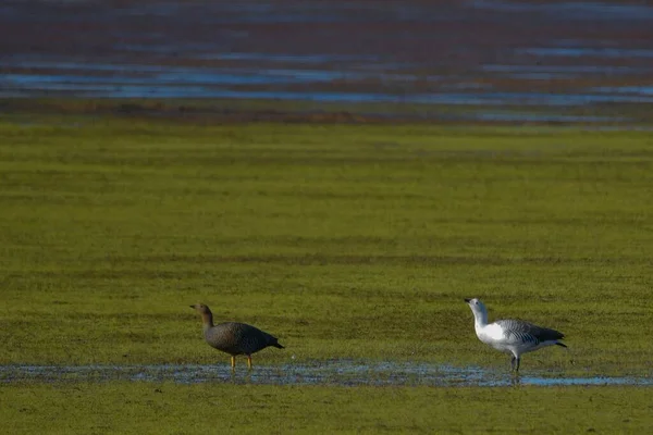 常见的鹅或麦哲伦鹅（英语：Magellan goose）是一种Anatidae科的线形鸟类。. — 图库照片