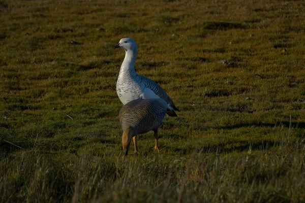 The common geese or Magellan goose, is a species of anseriform bird of the Anatidae family. — Fotografia de Stock