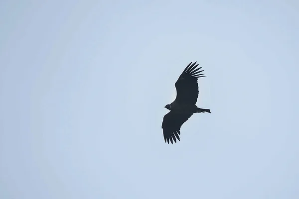 The Andean condor is a species of bird in the Cathartidae family. — стоковое фото