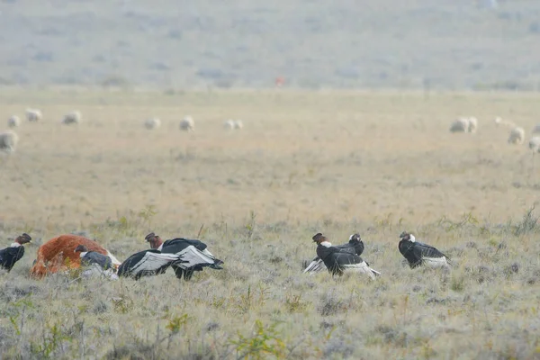 Le condor andin est une espèce d'oiseau de la famille des Cathartidae.. — Photo