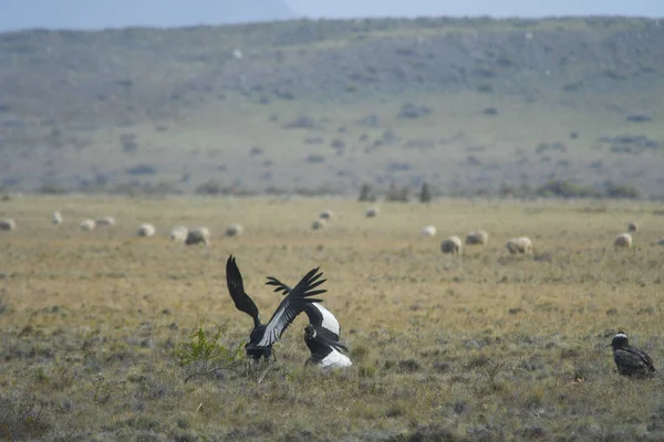 Le condor andin est une espèce d'oiseau de la famille des Cathartidae.. — Photo