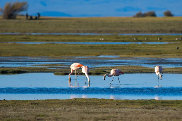Şili flamingosu ya da güney flamingosu, Phoenicopteridae familyasından bir kuş türü..