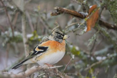 Kral ispinozu, Fringillidae familyasından bir kuş türü..