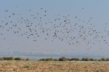 Kral ispinozu, Fringillidae familyasından bir kuş türü..