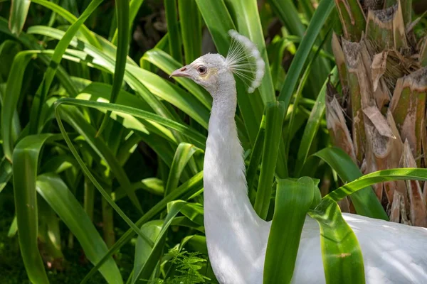 Den gemensamma påfågeln är en galliformad fågel i familjen Phasianidae. — Stockfoto