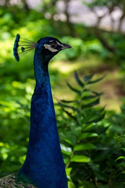 Den gemensamma påfågeln är en galliformad fågel i familjen Phasianidae. — Stockfoto