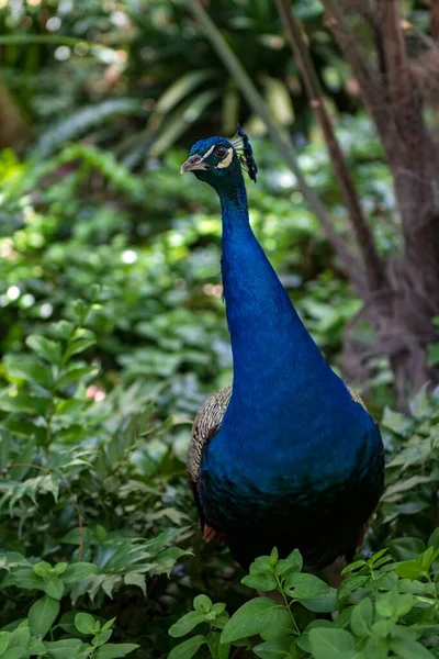 Den gemensamma påfågeln är en galliformad fågel i familjen Phasianidae. — Stockfoto