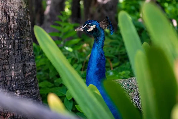 Den gemensamma påfågeln är en galliformad fågel i familjen Phasianidae. — Stockfoto