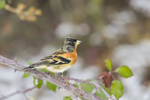 Fringillidae é uma espécie de ave da família Fringillidae.. — Fotografia de Stock