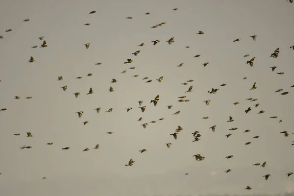 El pinzón rey es una especie de ave paseriforme de la familia Fringillidae.. —  Fotos de Stock