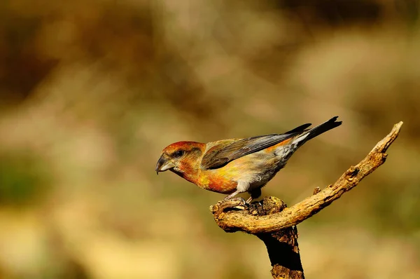 The common crossbill is a species of small passerine bird in the finches family. — Foto de Stock