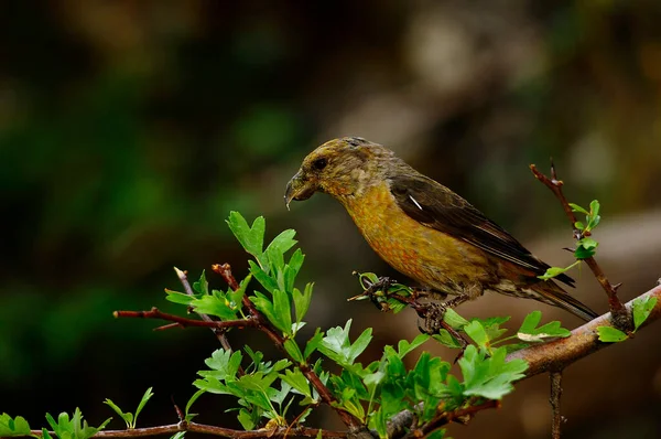 The common crossbill is a species of small passerine bird in the finches family. — Stockfoto