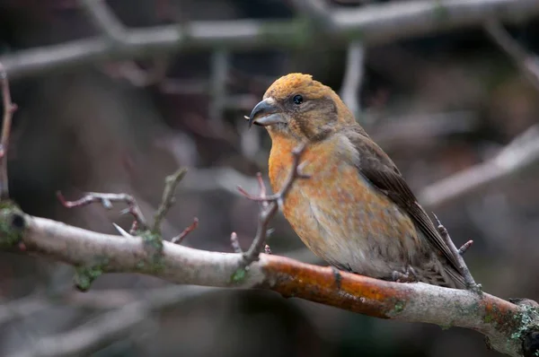 The common crossbill is a species of small passerine bird in the finches family. — 图库照片