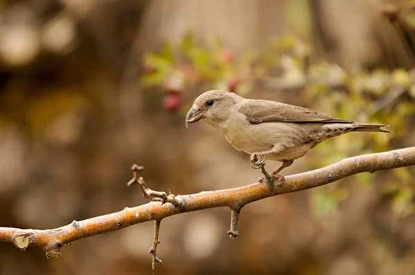 The common crossbill is a species of small passerine bird in the finches family. — Zdjęcie stockowe