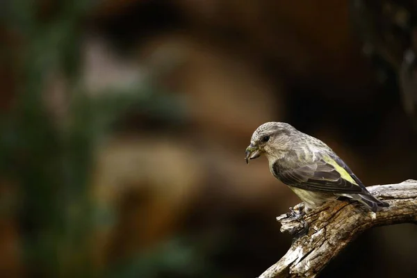一般的なクロスビルは、フィンチ科の小型パッセリン鳥の一種です。. — ストック写真