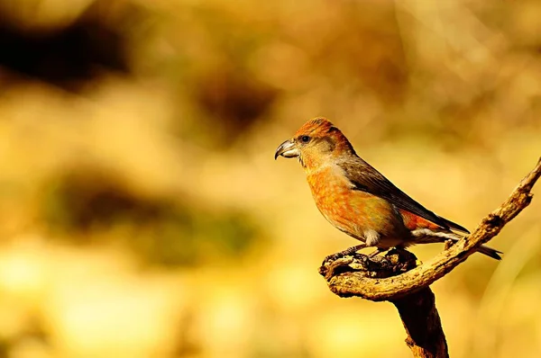 Çapraz gagası ispinoz familyasındaki küçük bir kuş türüdür.. — Stok fotoğraf