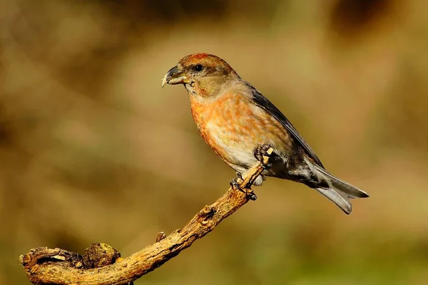 The common crossbill is a species of small passerine bird in the finches family. — Stock Photo, Image