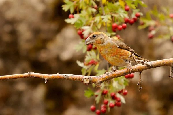 The common crossbill is a species of small passerine bird in the finches family. — 图库照片