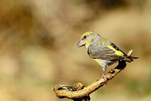 The common crossbill is a species of small passerine bird in the finches family. – stockfoto