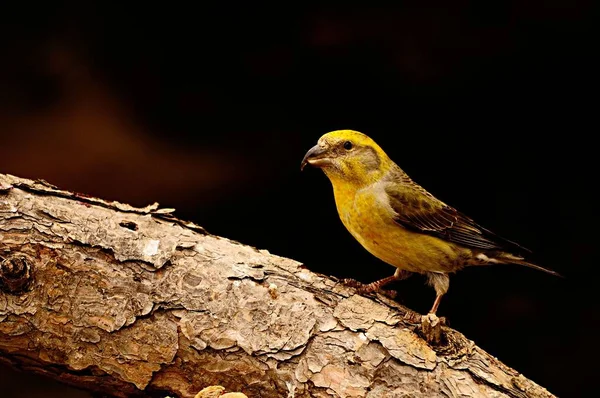 The common crossbill is a species of small passerine bird in the finches family. — Stockfoto