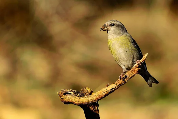 The common crossbill is a species of small passerine bird in the finches family. — стоковое фото