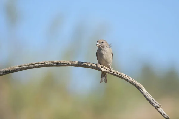 Tongkat silang yang umum digunakan adalah spesies burung pengicau kecil dalam keluarga burung finches. — Stok Foto