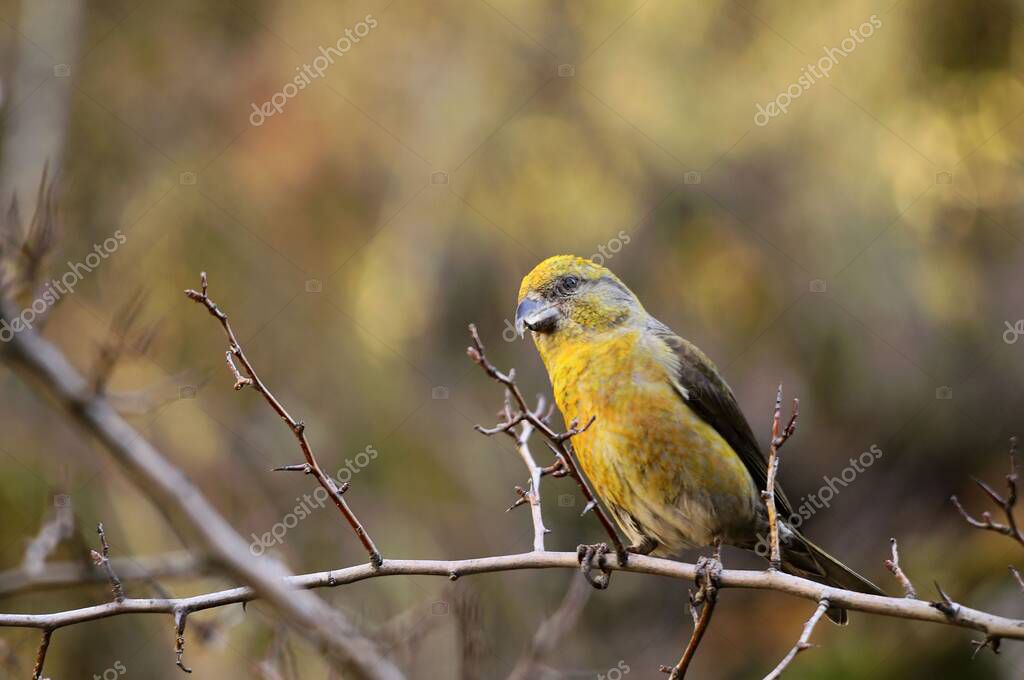 La ballesta común es una especie de ave paseriforme de la familia de