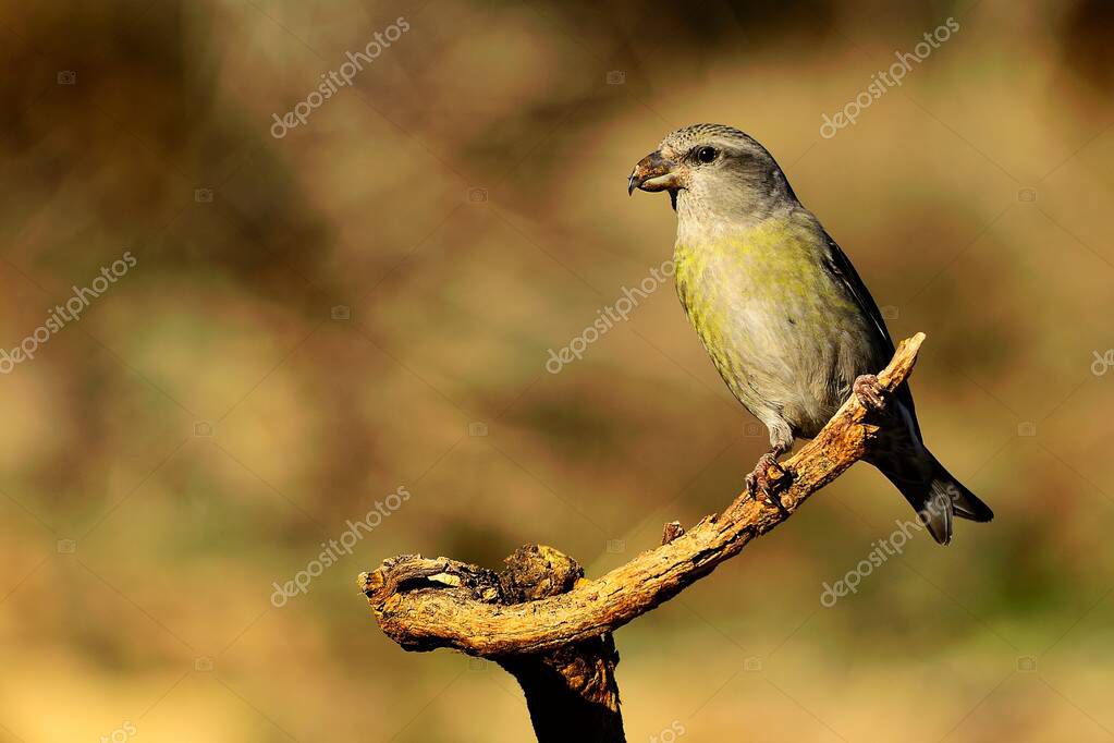 La ballesta común es una especie de ave paseriforme de la familia de
