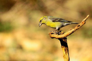 Çapraz gagası ispinoz familyasındaki küçük bir kuş türüdür..