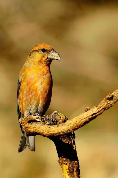 The common crossbill is a species of small passerine bird in the finches family. — стоковое фото