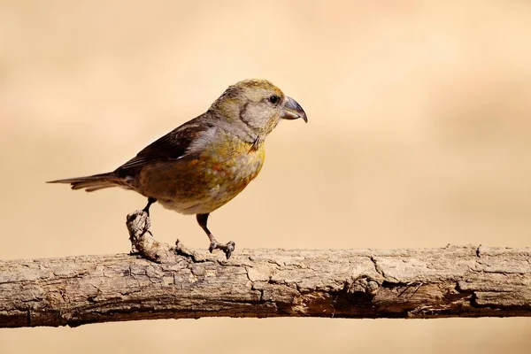 The common crossbill is a species of small passerine bird in the finches family. — Stock Photo, Image