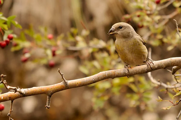 The common crossbill is a species of small passerine bird in the finches family. — 图库照片