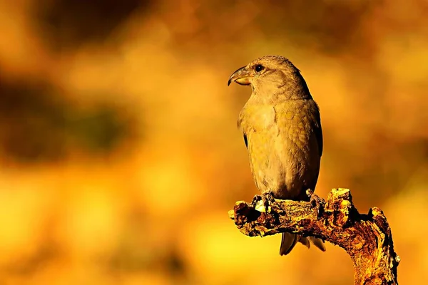 Wspólny krzyżowiec to gatunek małego ptaka z rodziny ziębiowatych.. — Zdjęcie stockowe