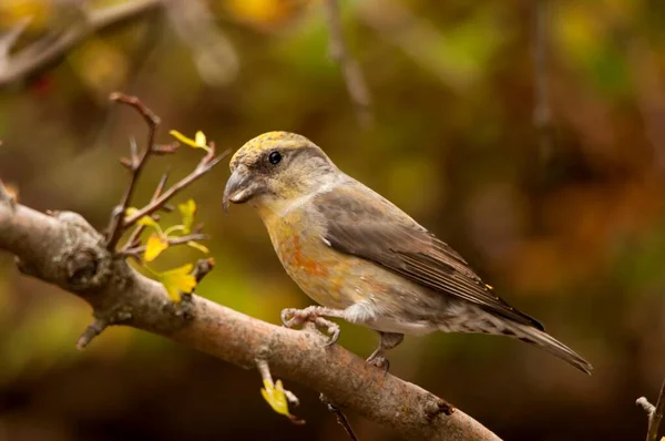 The common crossbill is a species of small passerine bird in the finches family. — Fotografia de Stock