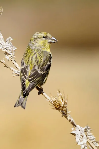 The common crossbill is a species of small passerine bird in the finches family. — стоковое фото