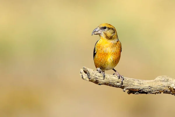 The common crossbill is a species of small passerine bird in the finches family. — стоковое фото