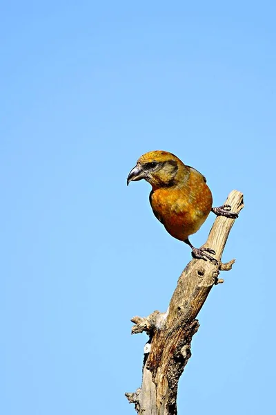 The common crossbill is a species of small passerine bird in the finches family. — Stock Photo, Image